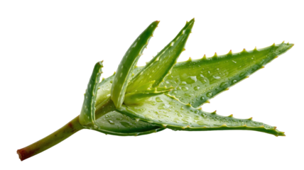 Fresh green aloe vera leaf natural herbal plant medicine skincare ingredient isolated on white background