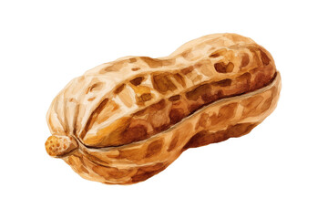 Obraz premium Peanut in Shell Hand Drawn Watercolor Food Illustration