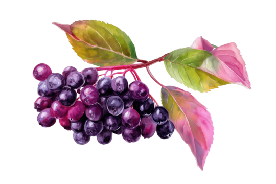 Elderberry Cluster Hand Drawn Watercolor Botanical Art