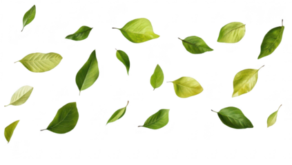 A collection of various green leaves in different shapes and sizes scattered across a white background. ideal for nature-themed designs. eco-friendly projects. and botanical illustrations