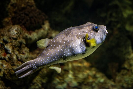 Spotted pufferfish (Arothron hispidus) with distinctive pattern swimming underwater. Marine aquarium species with yellow fins and dotted body