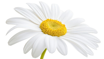 Fototapeta premium A close-up view of a white daisy flower its delicate petals and bright yellow center against a clean white background. perfect for nature-themed projects or floral designs