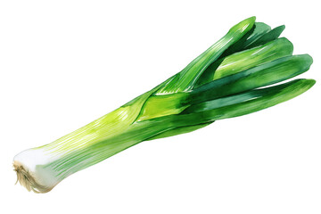 Fresh leek vegetable hand drawn watercolor isolated food illustration. Green and white allium for healthy cooking soup.