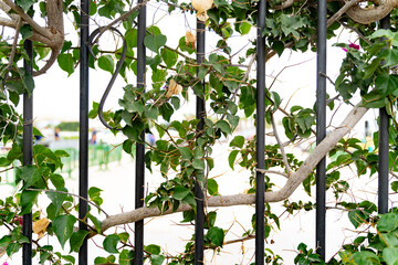 Lush green ivy leaves entwined on a black iron fence. Natural texture blending with urban architecture, symbolizing growth, resilience, and holiday serenity. © Katerina