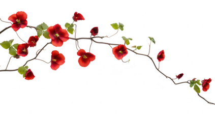 A delicate arrangement of red flowers gracefully climbing along a slender vine against a clean white background. perfect for nature-themed designs or floral decorations