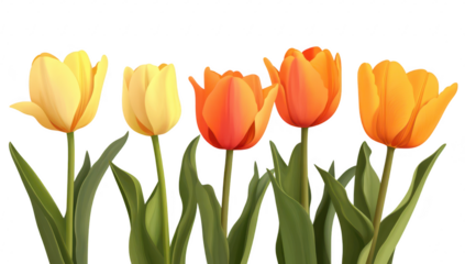 A arrangement of yellow. orange. and red tulips standing tall with lush green leaves against a clean white background. ideal for spring-themed designs and floral decorations