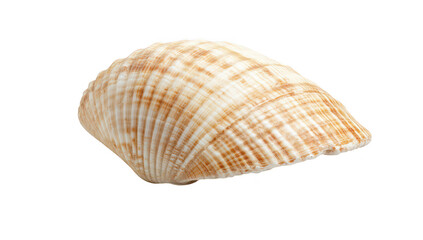 Obraz premium A beautifully detailed. smooth seashell resting on a clean white surface. its natural patterns and textures. ideal for marine-themed decor or educational purposes