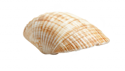 A beautifully detailed. smooth seashell resting on a clean white surface. its natural patterns and textures. ideal for marine-themed decor or educational purposes