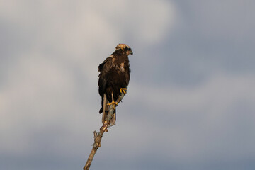 Busard des roseaux,Circus aeruginosus, Western Marsh Harrier