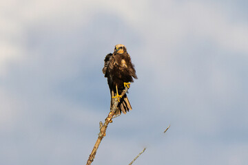 Busard des roseaux,Circus aeruginosus, Western Marsh Harrier