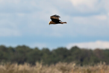 Busard des roseaux,Circus aeruginosus, Western Marsh Harrier