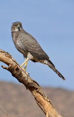 Autour à ailes grises,Melierax poliopterus, Eastern Chanting Goshawk, Afrique