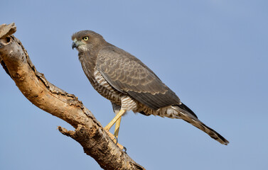 Autour à ailes grises,Melierax poliopterus, Eastern Chanting Goshawk, Afrique