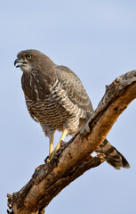 Autour à ailes grises,Melierax poliopterus, Eastern Chanting Goshawk, Afrique