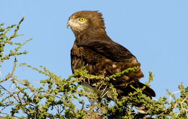 Circaète à poitrine noire,Circaetus pectoralis, Black chested Snake Eagle, Afrique de l'Est