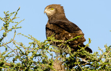 Circaète à poitrine noire,Circaetus pectoralis, Black chested Snake Eagle, Afrique de l'Est