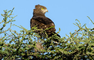 Circaète à poitrine noire,Circaetus pectoralis, Black chested Snake Eagle, Afrique de l'Est