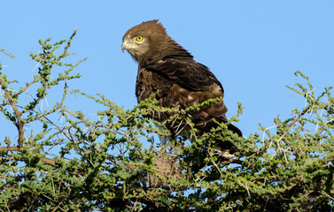 Circaète à poitrine noire,Circaetus pectoralis, Black chested Snake Eagle, Afrique de l'Est
