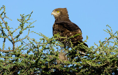 Circaète à poitrine noire,Circaetus pectoralis, Black chested Snake Eagle, Afrique de l'Est