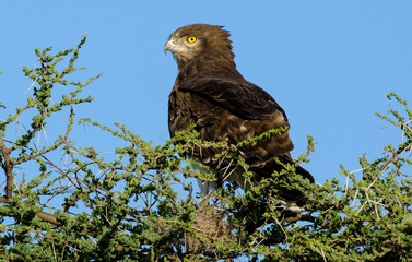 Circaète à poitrine noire,Circaetus pectoralis, Black chested Snake Eagle, Afrique de l'Est