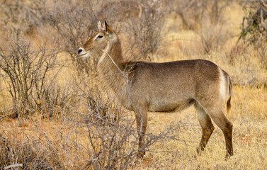 cobe à croissant, Kobus ellipsiprymnus, Afrique