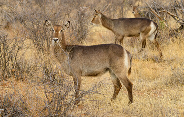 cobe à croissant, Kobus ellipsiprymnus, Afrique