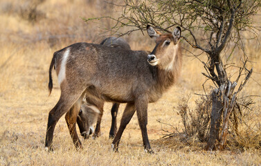 cobe à croissant, Kobus ellipsiprymnus, Afrique