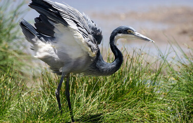 Héron mélanocéphale,Ardea melanocephala, Black headed Heron, Afrique de l'Est
