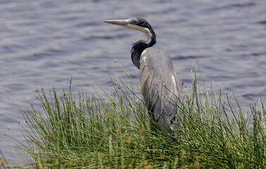 Héron mélanocéphale,Ardea melanocephala, Black headed Heron, Afrique de l'Est