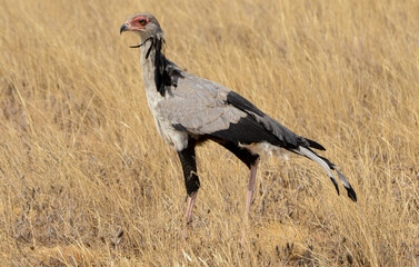 Messager sagittaire,Sagittarius serpentarius, Secretarybird, Afrique