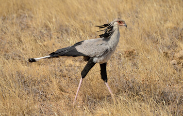 Messager sagittaire,Sagittarius serpentarius, Secretarybird, Afrique