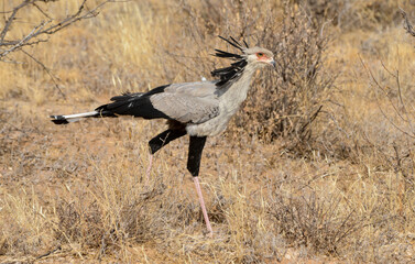Messager sagittaire,Sagittarius serpentarius, Secretarybird, Afrique