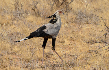 Messager sagittaire,Sagittarius serpentarius, Secretarybird, Afrique