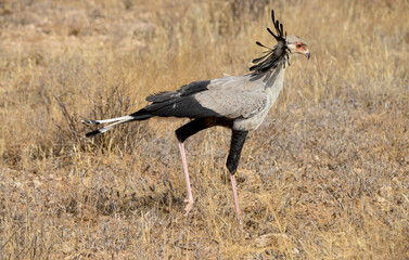 Messager sagittaire,Sagittarius serpentarius, Secretarybird, Afrique