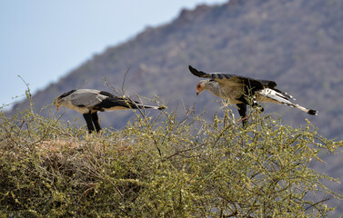 Messager sagittaire, nid, Sagittarius serpentarius, Secretarybird, Afrique