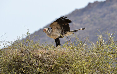 Messager sagittaire, nid, Sagittarius serpentarius, Secretarybird, Afrique