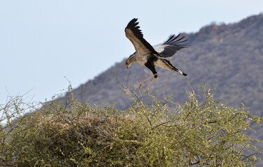 Messager sagittaire, nid, Sagittarius serpentarius, Secretarybird, Afrique