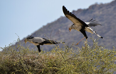 Messager sagittaire, nid, Sagittarius serpentarius, Secretarybird, Afrique