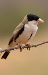 Républicain de Cabanis,Pseudonigrita cabanisi , Black capped Social Weaver, Afrique
