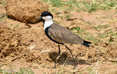 Vanneau éperonné,Vanellus spinosus, Spur winged Lapwing
