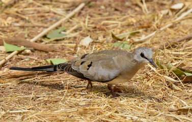 Tourterelle masquée, Tourtelette masquée,Oena capensis, Namaqua Dove, Afrique
