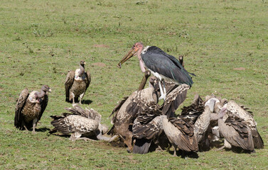 Marabout d'Afrique, Leptoptilos crumenifer, Marabou Stork, Vautour de Rüppell, Gyps rueppellii, Rüppell's Vulture, Afrique de l'Est