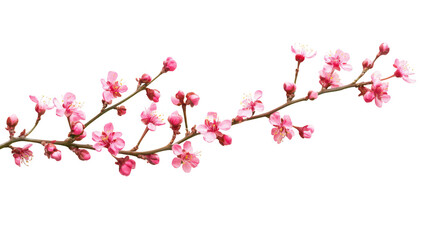 Fototapeta premium Delicate pink cherry blossom branch with budding flowers and blossoms arranged elegantly on a clean white background. ideal for spring-themed designs and nature-inspired projects
