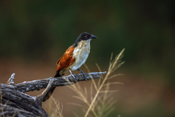 Burchell Coucal standing on a branch isolated in natural background in Greater Kruger National park, South Africa ; Specie Centropus burchellii family of Cuculidae