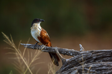 Burchell Coucal standing on a branch isolated in natural background in Greater Kruger National park, South Africa ; Specie Centropus burchellii family of Cuculidae
