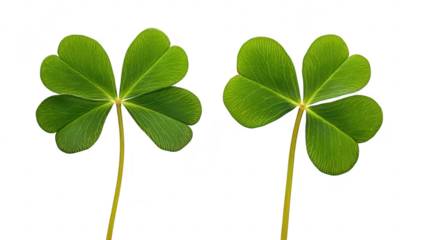 Two green clovers with four leaves each. gracefully positioned on a clean white background. symbolizing luck and natures beauty. ideal for use in botanical or seasonal themes