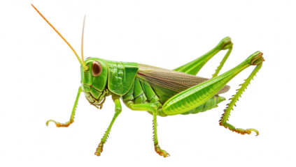 A green grasshopper perched on a white surface. its intricate body structure and detailed features. ideal for educational or nature-themed projects