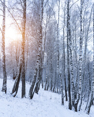 Birch grove after a snowfall on a winter cloudy day. Birch branches covered with snow.