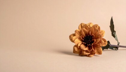 still life with dry flowers