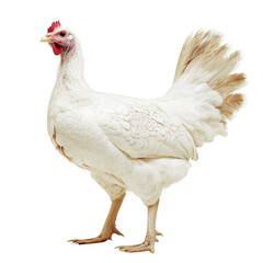 A majestic white chicken stands proudly with its feathers fluffed. its red comb and wattles. set against a clean. minimalistic background. ideal for agricultural themes